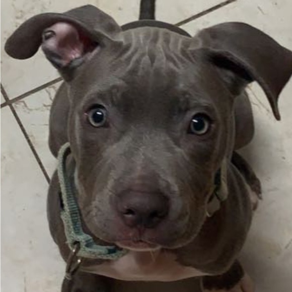 Meet your Posher, Harley Quinn - Picture 7 of 7